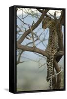 African Leopard-Mary Ann McDonald-Framed Stretched Canvas