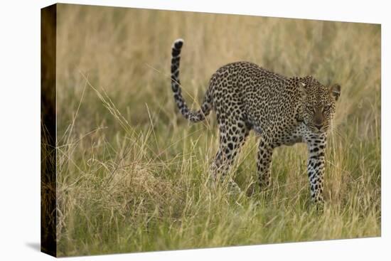 African Leopard-Mary Ann McDonald-Stretched Canvas