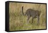 African Leopard-Mary Ann McDonald-Framed Stretched Canvas