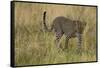 African Leopard-Mary Ann McDonald-Framed Stretched Canvas