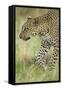 African Leopard-Mary Ann McDonald-Framed Stretched Canvas