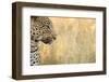 African Leopard-Michele Westmorland-Framed Photographic Print