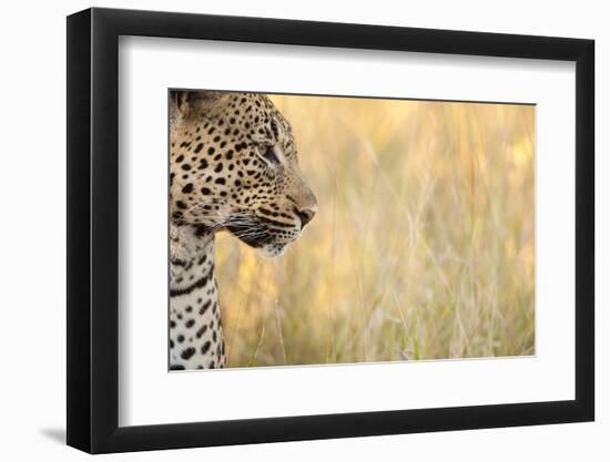 African Leopard-Michele Westmorland-Framed Photographic Print