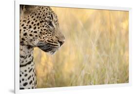 African Leopard-Michele Westmorland-Framed Photographic Print