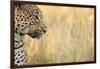 African Leopard-Michele Westmorland-Framed Photographic Print