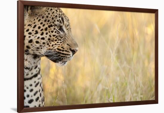 African Leopard-Michele Westmorland-Framed Photographic Print