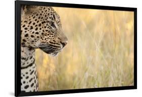 African Leopard-Michele Westmorland-Framed Photographic Print