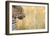 African Leopard-Michele Westmorland-Framed Photographic Print