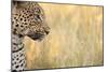 African Leopard-Michele Westmorland-Mounted Photographic Print