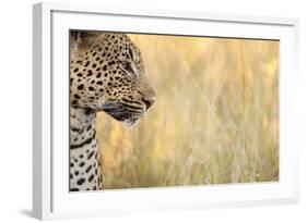 African Leopard-Michele Westmorland-Framed Photographic Print