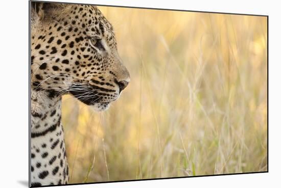 African Leopard-Michele Westmorland-Mounted Photographic Print
