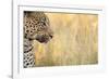 African Leopard-Michele Westmorland-Framed Photographic Print