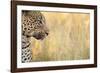 African Leopard-Michele Westmorland-Framed Photographic Print