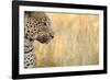 African Leopard-Michele Westmorland-Framed Photographic Print