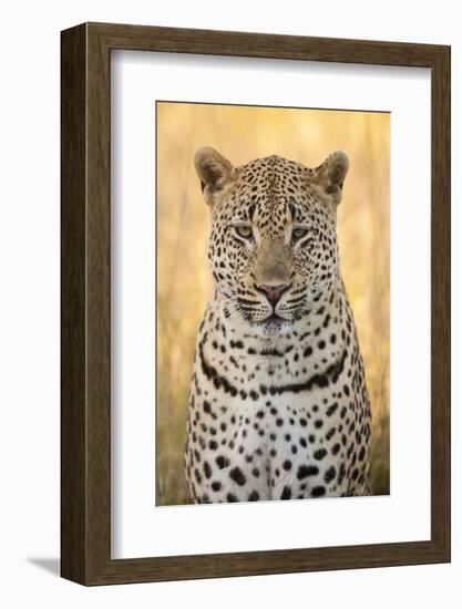 African Leopard-Michele Westmorland-Framed Photographic Print