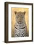 African Leopard-Michele Westmorland-Framed Photographic Print