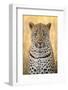 African Leopard-Michele Westmorland-Framed Photographic Print