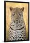 African Leopard-Michele Westmorland-Framed Photographic Print