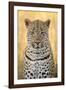 African Leopard-Michele Westmorland-Framed Photographic Print