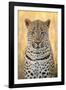 African Leopard-Michele Westmorland-Framed Photographic Print