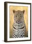 African Leopard-Michele Westmorland-Framed Photographic Print