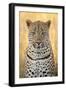 African Leopard-Michele Westmorland-Framed Photographic Print