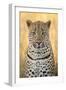 African Leopard-Michele Westmorland-Framed Photographic Print