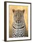 African Leopard-Michele Westmorland-Framed Photographic Print