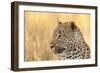 African Leopard-Michele Westmorland-Framed Photographic Print