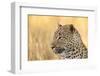 African Leopard-Michele Westmorland-Framed Photographic Print