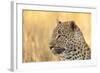 African Leopard-Michele Westmorland-Framed Photographic Print