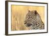 African Leopard-Michele Westmorland-Framed Photographic Print