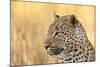African Leopard-Michele Westmorland-Mounted Photographic Print