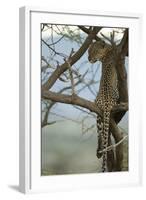 African Leopard-Mary Ann McDonald-Framed Photographic Print