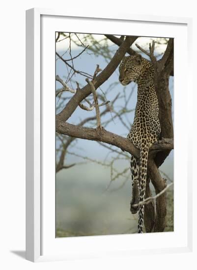 African Leopard-Mary Ann McDonald-Framed Photographic Print