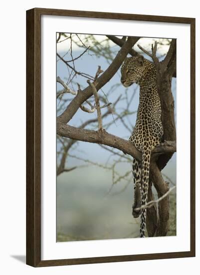 African Leopard-Mary Ann McDonald-Framed Photographic Print