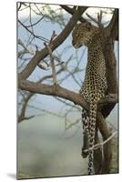 African Leopard-Mary Ann McDonald-Mounted Photographic Print