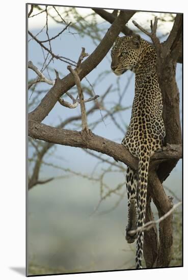 African Leopard-Mary Ann McDonald-Mounted Photographic Print