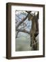 African Leopard-Mary Ann McDonald-Framed Photographic Print