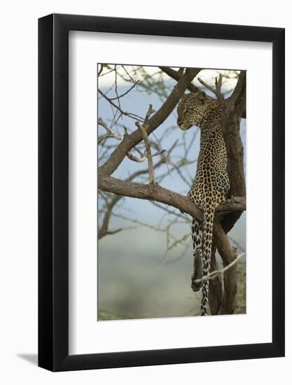 African Leopard-Mary Ann McDonald-Framed Photographic Print