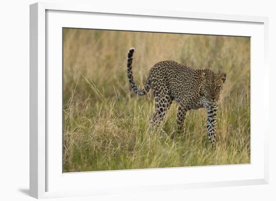 African Leopard-Mary Ann McDonald-Framed Photographic Print