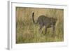 African Leopard-Mary Ann McDonald-Framed Photographic Print