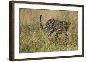 African Leopard-Mary Ann McDonald-Framed Photographic Print