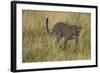 African Leopard-Mary Ann McDonald-Framed Photographic Print