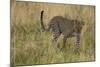 African Leopard-Mary Ann McDonald-Mounted Photographic Print