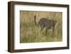 African Leopard-Mary Ann McDonald-Framed Photographic Print