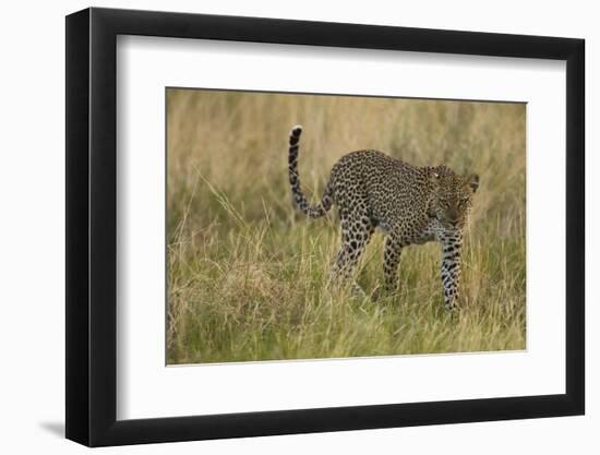 African Leopard-Mary Ann McDonald-Framed Photographic Print