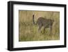 African Leopard-Mary Ann McDonald-Framed Photographic Print