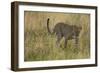 African Leopard-Mary Ann McDonald-Framed Photographic Print