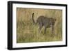 African Leopard-Mary Ann McDonald-Framed Photographic Print